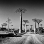 Arbres majestueux